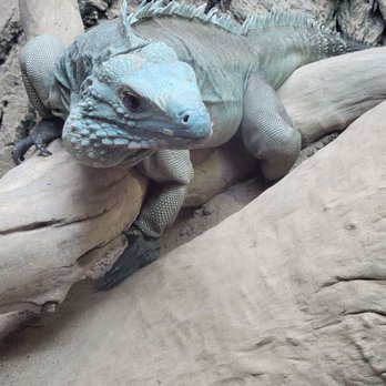 ABQ BioPark Zoo - Zoos Near Me - Albuquerque, New Mexico