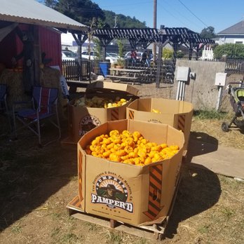 Nicasio Valley Pumpkin Patch - Literally the exact same as you get at the grocery store. - Pumpkin Patches Near Me - Nicasio, California