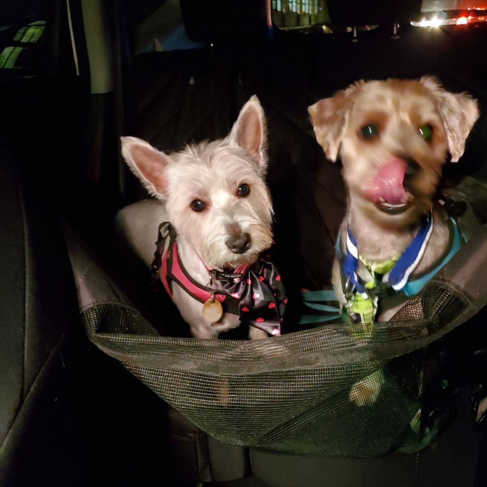 Dog Planet NY - Lio and linda look wonderful thanks - Pet Boarding Near Me - Astoria, New York
