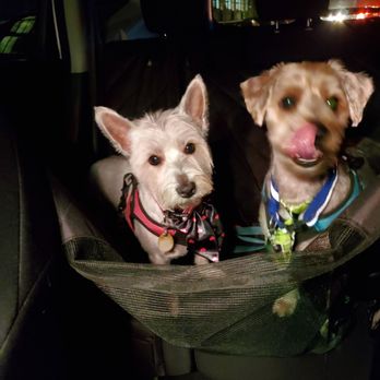 Dog Planet NY - Lio and linda look wonderful thanks - Pet Boarding Near Me - Astoria, New York