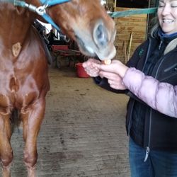 Royal Creek Farm - Getting to know the horse.