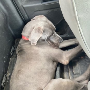 Lansa's Boarding Kennels - Quickly passed out after all the playing he did on his doggy vaca - Pet Boarding Near Me - Mandeville, Louisiana