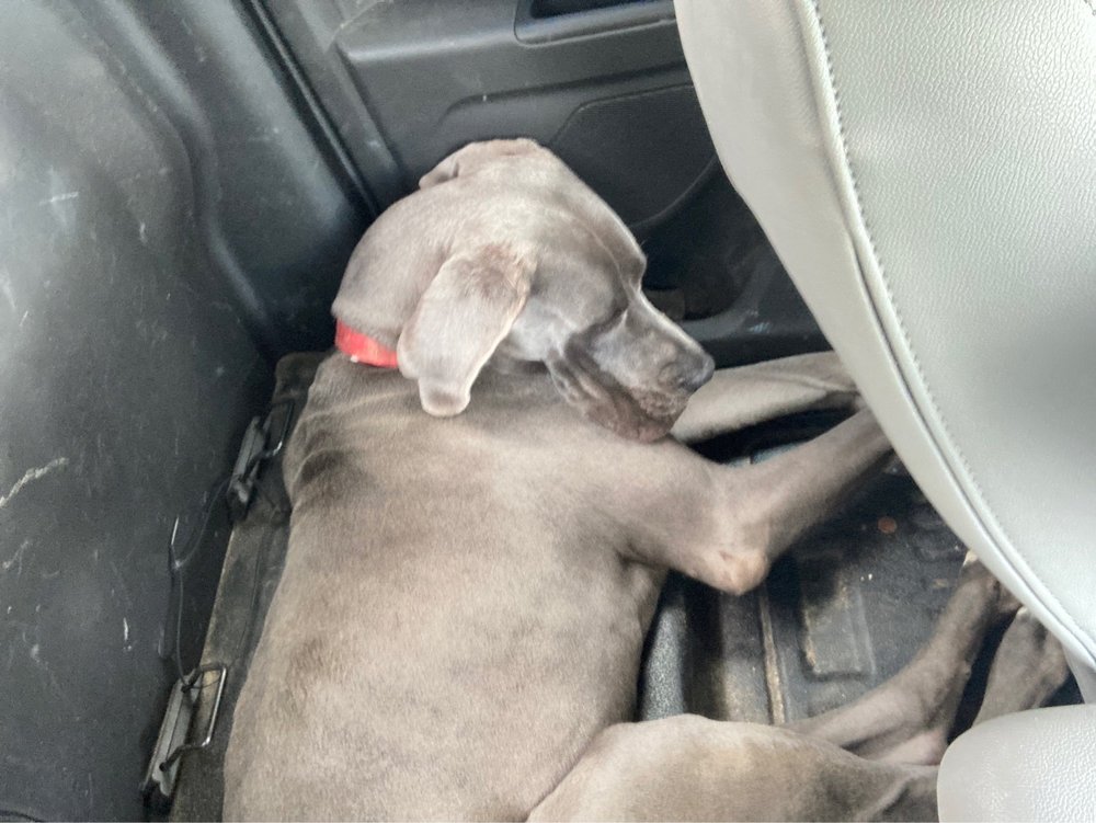 LANSA’S BOARDING KENNELS Updated September 2024 23015 Kilgore St