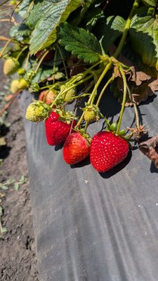 Blue House Farm Strawberry U-Pick and Farmstand by null