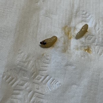 Tokyo Seoul - The roach - Japanese Near Me - Pullman, Washington