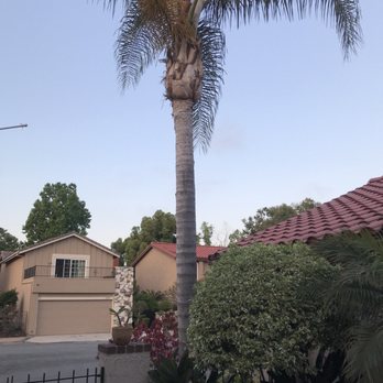 Celis Tree Service - Before removal - Tree Services Near Me Celis Tree Service - Before removal - Tree Services Near Me