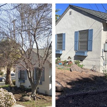 JMV Tree Service - Before and after of a tree removal - Tree Services Near Me - Hayward, California