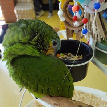 Omar's Exotic Birds - Journey. - Pet Stores Near Me - Brea, California