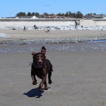 Pets Rule Services - Lola - Pet Sitting Near Me Pets Rule Services - Lola - Pet Sitting Near Me