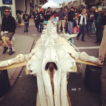 Mission Science Workshop - actual grey whale skeleton (the entire thing!) used as a puzzle for kids! - Special Education Near Me - San Francisco, California