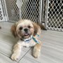 Photo of Pampered Little Paws