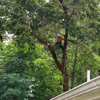 Lovejoy Contract Climbing - Trimming an oak that was overhanging the house - Tree Services Near Me Lovejoy Contract Climbing - Trimming an oak that was overhanging the house - Tree Services Near Me