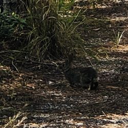 Spruce Bluff Preserve - A rabbit on the trail