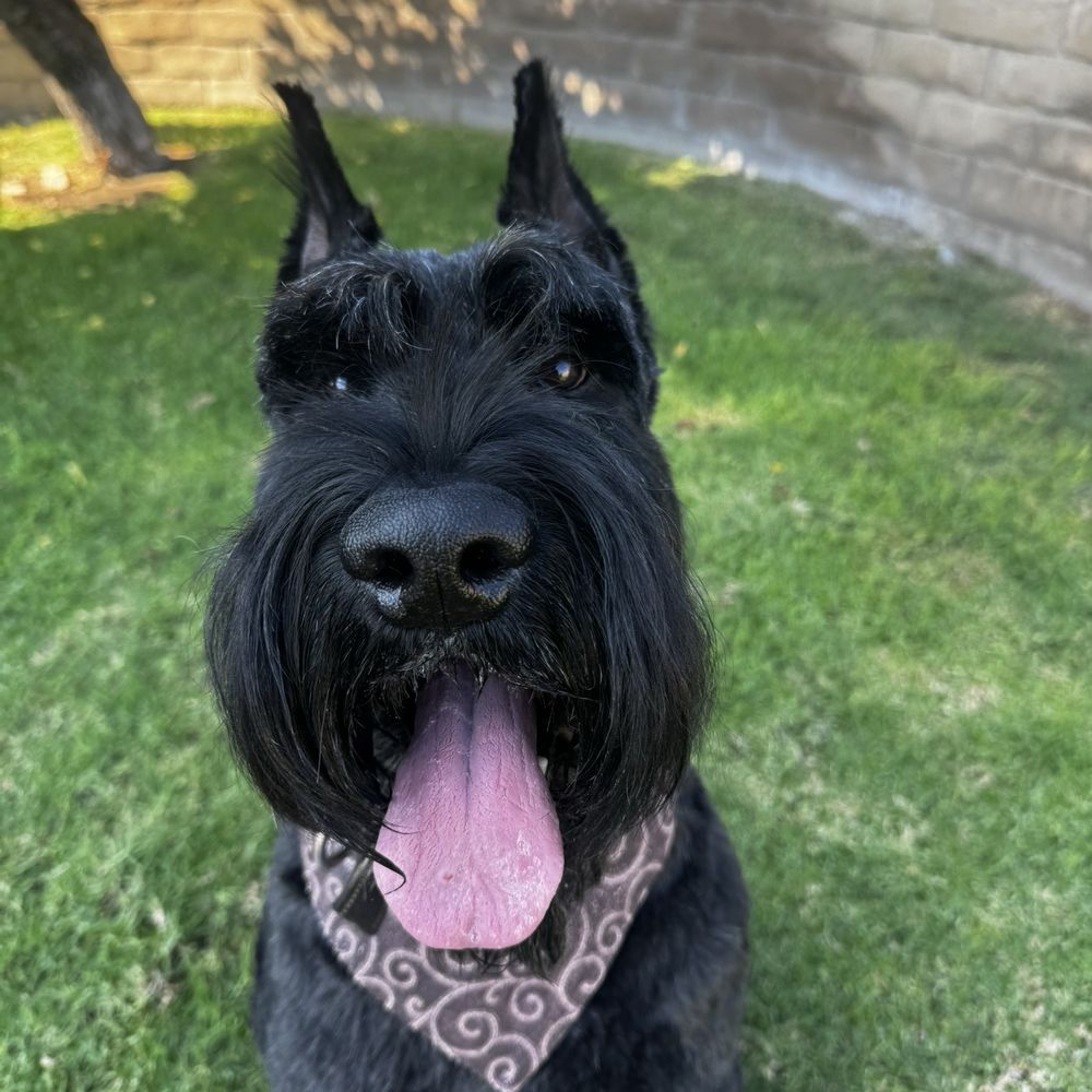 Jess Fur N Paw Salon - Winston freshly cut and showered - Pet Groomers Near Me - Upland, California Jess Fur N Paw Salon - Winston freshly cut and showered - Pet Groomers Near Me - Upland, California