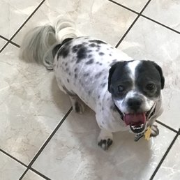 Here's my little guy after Shay groomed him!