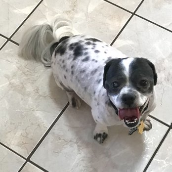 Mutts N More Grooming - Here's my little guy after Shay groomed him! - Pet Groomers Near Me - Queen Creek, Arizona