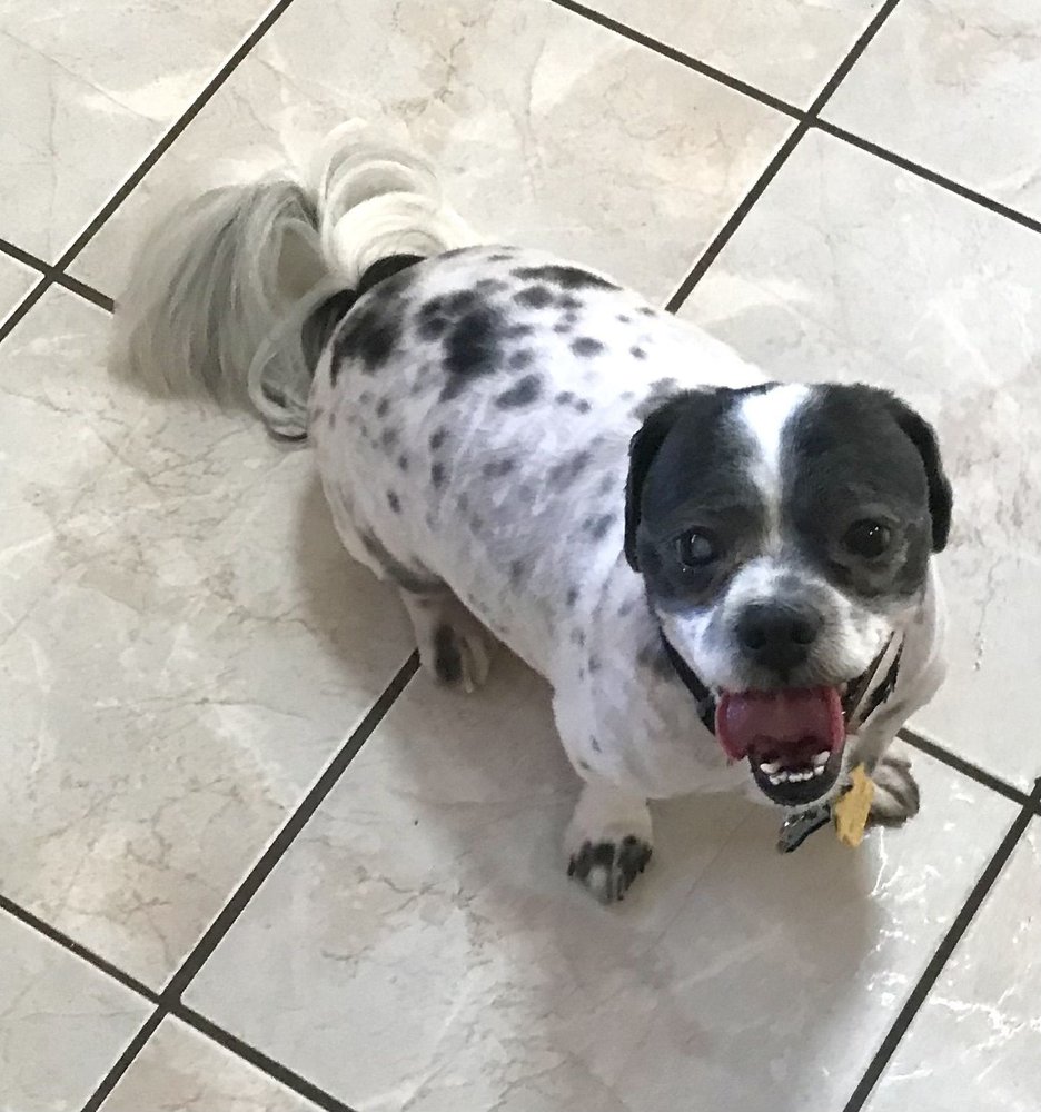 MUTTS N MORE GROOMING Updated August 2024 53 Photos & 56 Reviews