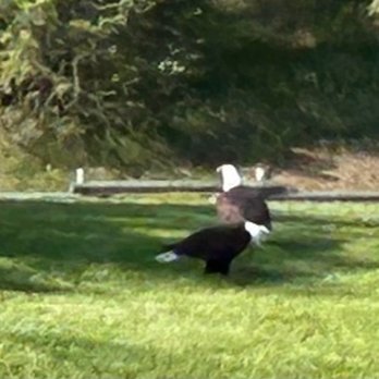 Nine Mile Recreation Area - Resident Bald Eagles, snacking on a fish head, on the lawn! - RV Parks Near Me - Nine Mile Falls, Washington Nine Mile Recreation Area - Resident Bald Eagles, snacking on a fish head, on the lawn! - RV Parks Near Me - Nine Mile Falls, Washington