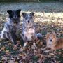 Photo of Dog Wild Canine Supply