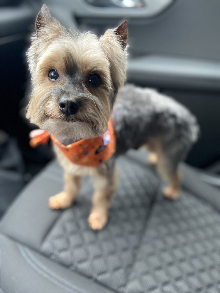 CATS VS DOGS PET GROOMING SALON AND BOUTIQUE Updated July 2024 13