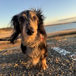 Stillhouse Hollow Marina - Dog at Lake