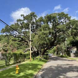 Duffie Oak Tree