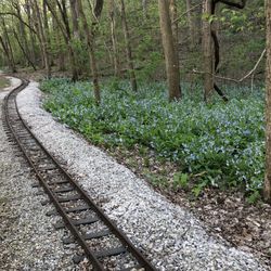 Rock Hollow Trail - Blue bells on full display