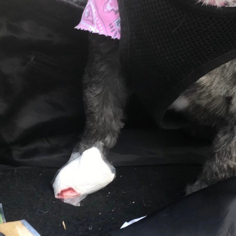 The Bark Shoppe - My dog bled through her bandaging TWICE and this business still refused to take responsibility - Pet Groomers Near Me - New York, New York