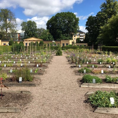 Linnaeus garden by null