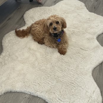 Wuff Dog Training - Pet Training Near Me