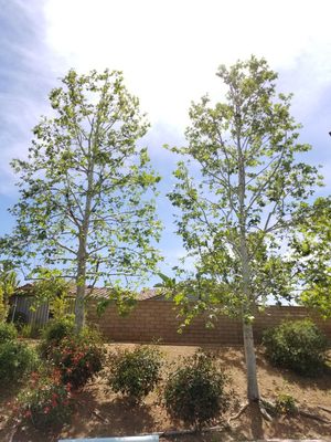 All types of Tree's trimmed , shaped and thinned - In the picture you'll see all kinds of trees that got trimmed, shaped, and thinned. All types of Tree's trimmed , shaped and thinned - In the picture you'll see all kinds of trees that got trimmed, shaped, and thinned.