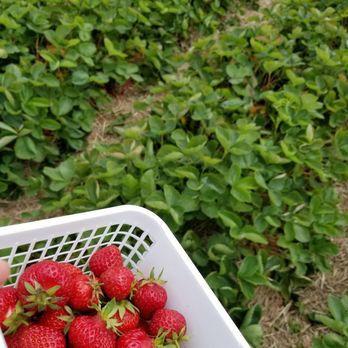 Downey's Farm Market - Farmers Market Near Me - Caledon, Ontario Downey's Farm Market - Farmers Market Near Me - Caledon, Ontario