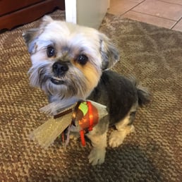 Crazy Bella ready for thanksgiving!