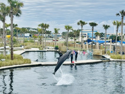 Gulfarium Marine Adventure Park by null