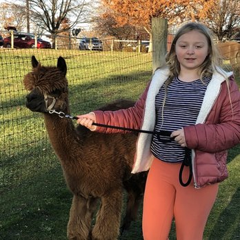 Eastland Alpacas - Ranches Near Me - Mount Joy, Pennsylvania Eastland Alpacas - Ranches Near Me - Mount Joy, Pennsylvania