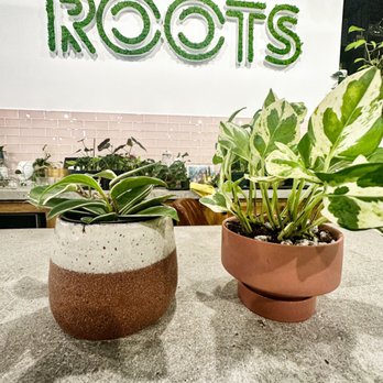 Roots Plant Exchange - Home & Garden Near Me - Salisbury, North Carolina Roots Plant Exchange - Home & Garden Near Me - Salisbury, North Carolina