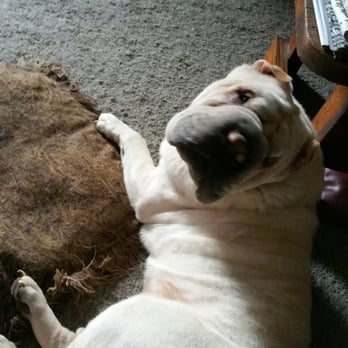 Ankeny Bark Avenue - Yes, Even Monster gets Pampered! - Pet Training Near Me - Ankeny, Iowa Ankeny Bark Avenue - Yes, Even Monster gets Pampered! - Pet Training Near Me - Ankeny, Iowa
