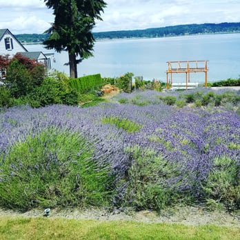 Purple Scent Lavender Farm - Gorgeous view! - Flowers & Gifts Near Me - Bremerton, Washington Purple Scent Lavender Farm - Gorgeous view! - Flowers & Gifts Near Me - Bremerton, Washington