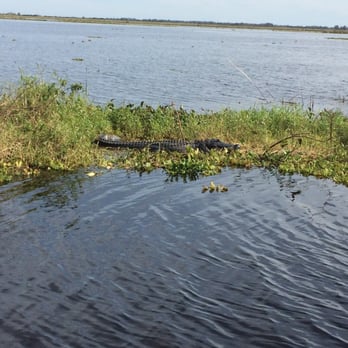 Marsh Beast Airboat Tours - More gators! - Boat Tours Near Me - Vero Beach, Florida Marsh Beast Airboat Tours - More gators! - Boat Tours Near Me - Vero Beach, Florida