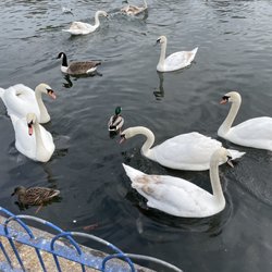 Crowne Plaza Hotel Reading - Swans