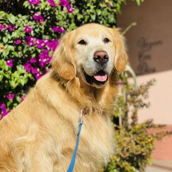 Pawlifornia - Nothing like Cali sunshine - Dog Walkers Near Me Pawlifornia - Nothing like Cali sunshine - Dog Walkers Near Me