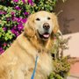 Photo of Pawlifornia