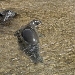 Endangered Monk Seal in the Harbor.