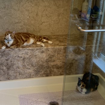 CTG Improvements - Cats love new CTG shower - General Contractors Near Me - Milton, Florida CTG Improvements - Cats love new CTG shower - General Contractors Near Me - Milton, Florida