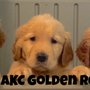 Photo of The Davie AKC Golden Retrievers