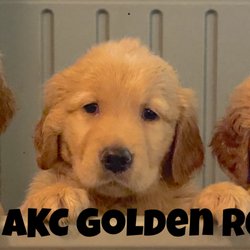 The Davie AKC Golden Retrievers - Brother and sisters