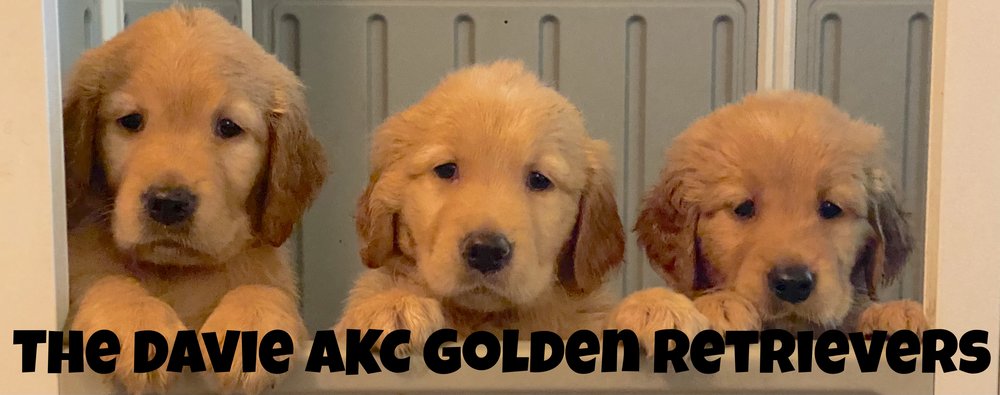 The Davie AKC Golden Retrievers Image