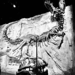 Royal Tyrrell Museum