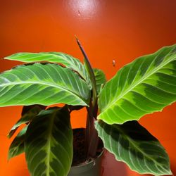 House plant