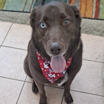 Pals With Paws Grooming - Levi son very pleased with his new do! - Pet Groomers Near Me - Stockton, California Pals With Paws Grooming - Levi son very pleased with his new do! - Pet Groomers Near Me - Stockton, California